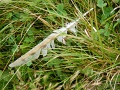 20050000 Barn Owl Feather